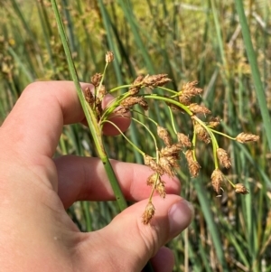 Schoenoplectus tabernaemontani at Michelago, NSW - 13 Jan 2024