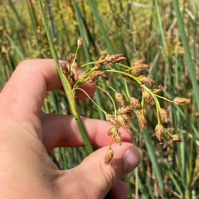 Schoenoplectus tabernaemontani (River Club-rush) at Michelago, NSW - 13 Jan 2024 by Tapirlord
