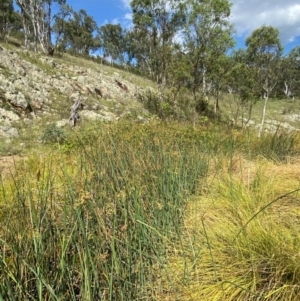 Schoenoplectus tabernaemontani at Michelago, NSW - 13 Jan 2024