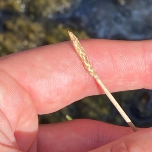 Eleocharis acuta at Michelago, NSW - 13 Jan 2024