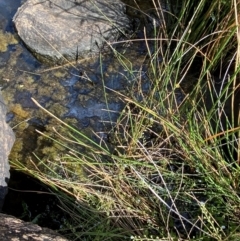 Eleocharis acuta at Michelago, NSW - 13 Jan 2024