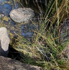 Eleocharis acuta at Michelago, NSW - 13 Jan 2024