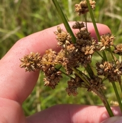 Juncus vaginatus (Clustered Rush) at Michelago, NSW - 12 Jan 2024 by Tapirlord