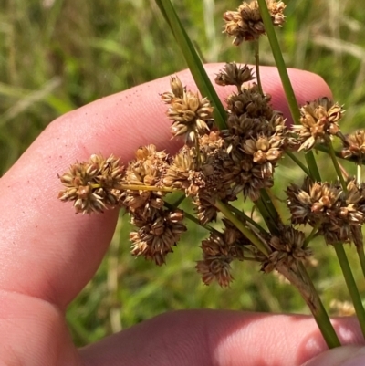 Juncus vaginatus (Clustered Rush) at Michelago, NSW - 13 Jan 2024 by Tapirlord