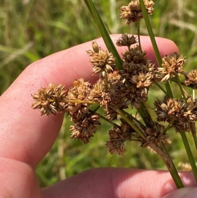 Juncus vaginatus (Clustered Rush) at Michelago, NSW - 12 Jan 2024 by Tapirlord