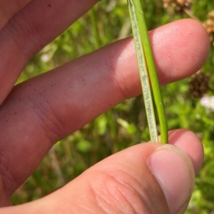 Juncus vaginatus at Michelago, NSW - suppressed