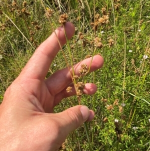 Juncus vaginatus at Michelago, NSW - suppressed