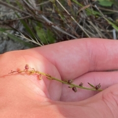 Haloragis heterophylla (Variable Raspwort) at Michelago, NSW - 12 Jan 2024 by Tapirlord