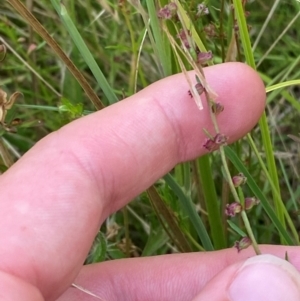 Haloragis heterophylla at Michelago, NSW - 13 Jan 2024