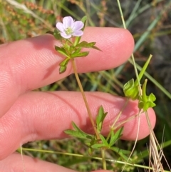 Geranium sp. Pleated sepals (D.E.Albrecht 4707) Vic. Herbarium (Naked Crane's-bill) at Michelago, NSW - 13 Jan 2024 by Tapirlord