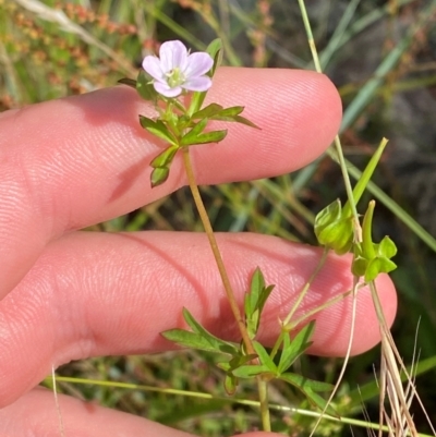 Geranium sp. Pleated sepals (D.E.Albrecht 4707) Vic. Herbarium (Naked Crane's-bill) at Michelago, NSW - 13 Jan 2024 by Tapirlord