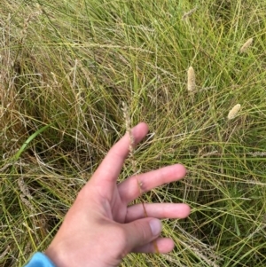 Carex appressa at Michelago, NSW - suppressed