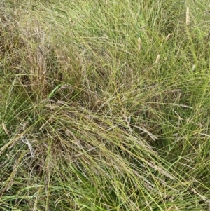 Carex appressa at Michelago, NSW - suppressed