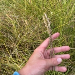 Carex appressa at Michelago, NSW - suppressed