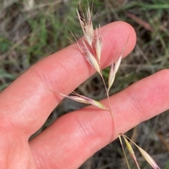 Rytidosperma duttonianum (Brown-back Wallaby Grass) at Michelago, NSW - 12 Jan 2024 by Tapirlord