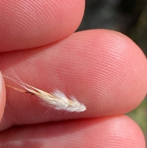 Rytidosperma duttonianum at Illilanga & Baroona - 13 Jan 2024