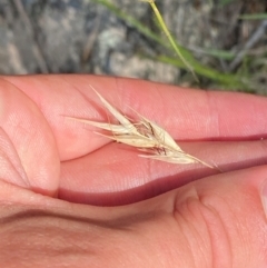 Rytidosperma duttonianum at Illilanga & Baroona - 13 Jan 2024