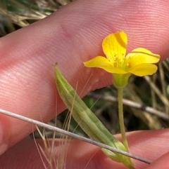 Oxalis perennans (Grassland Wood Sorrel) at Michelago, NSW - 12 Jan 2024 by Tapirlord