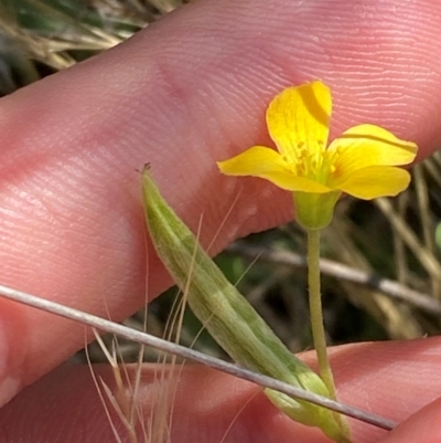 Oxalis perennans (Grassland Wood Sorrel) at Michelago, NSW - 12 Jan 2024 by Tapirlord