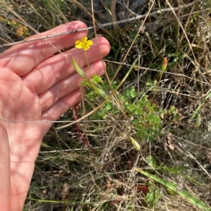 Oxalis perennans at Illilanga & Baroona - 13 Jan 2024