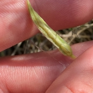 Oxalis perennans at suppressed - 13 Jan 2024