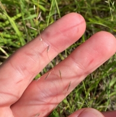 Eragrostis brownii (Common Love Grass) at Michelago, NSW - 12 Jan 2024 by Tapirlord