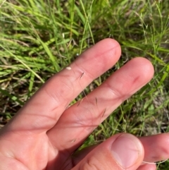 Eragrostis brownii at Illilanga & Baroona - 13 Jan 2024