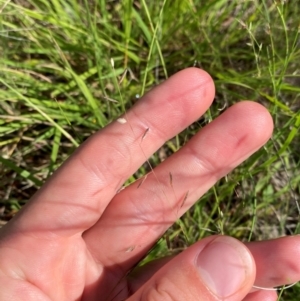 Eragrostis brownii at Illilanga & Baroona - 13 Jan 2024