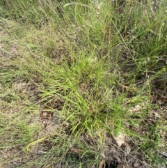 Eragrostis brownii at Illilanga & Baroona - suppressed