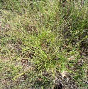Eragrostis brownii at Illilanga & Baroona - 13 Jan 2024