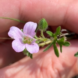 Geranium retrorsum at Illilanga & Baroona - suppressed