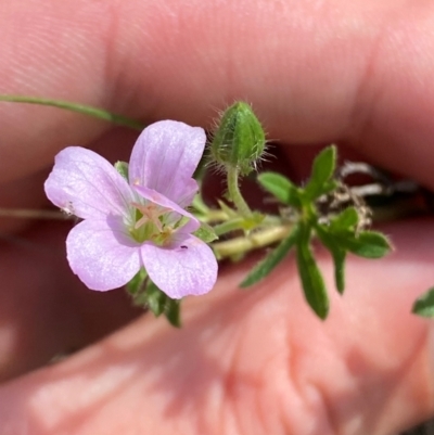 Geranium retrorsum (Grassland Cranesbill) at Michelago, NSW - 12 Jan 2024 by Tapirlord