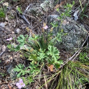 Geranium retrorsum at Illilanga & Baroona - 13 Jan 2024
