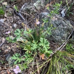 Geranium retrorsum at suppressed - 13 Jan 2024