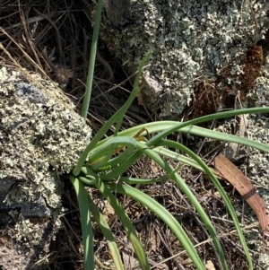 Bulbine glauca at Illilanga & Baroona - 13 Jan 2024