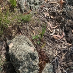 Bulbine glauca at Illilanga & Baroona - suppressed