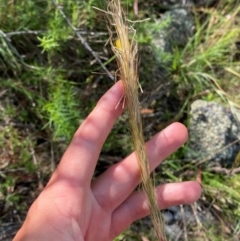 Austrostipa densiflora (Foxtail Speargrass) at Michelago, NSW - 12 Jan 2024 by Tapirlord