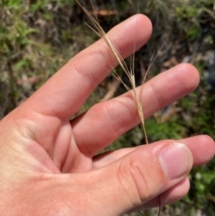 Anthosachne scabra (Common Wheat-grass) at Michelago, NSW - 12 Jan 2024 by Tapirlord