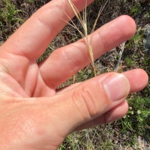 Anthosachne scabra at Illilanga & Baroona - suppressed