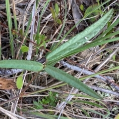 Grona varians (Slender Tick-Trefoil) at Michelago, NSW - 12 Jan 2024 by Tapirlord