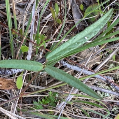 Grona varians (Slender Tick-Trefoil) at Michelago, NSW - 12 Jan 2024 by Tapirlord