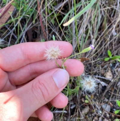 Vittadinia cuneata var. cuneata (Fuzzy New Holland Daisy) at Michelago, NSW - 12 Jan 2024 by Tapirlord