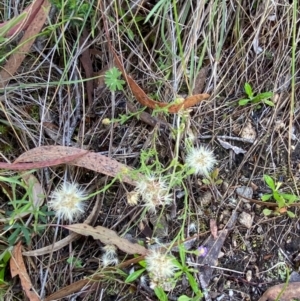 Vittadinia cuneata var. cuneata at Illilanga & Baroona - 13 Jan 2024