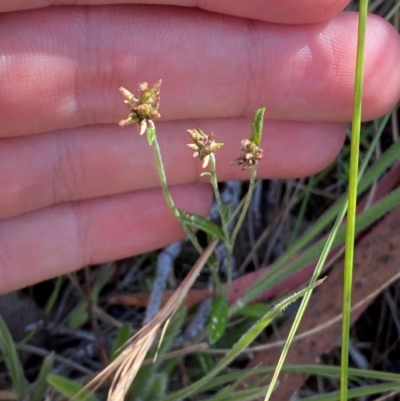 Euchiton japonicus (Creeping Cudweed) at Illilanga & Baroona - 12 Jan 2024 by Tapirlord