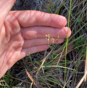 Euchiton japonicus at Illilanga & Baroona - 13 Jan 2024