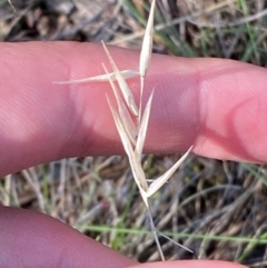 Rytidosperma erianthum at Illilanga & Baroona - suppressed