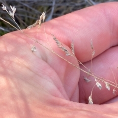 Poa sp. CNM1 (under review, formerly Poa meionectes) (Snow Grass) at Illilanga & Baroona - 13 Jan 2024 by Tapirlord