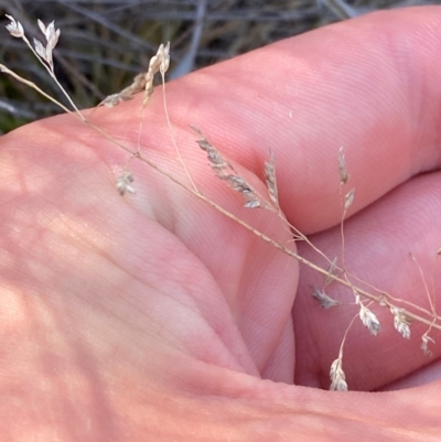 Poa sp. CNM1 (under review, formerly Poa meionectes) (Snow Grass) at Michelago, NSW - 12 Jan 2024 by Tapirlord