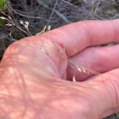 Poa sp. CNM1 (under review, formerly Poa meionectes) at Illilanga & Baroona - 13 Jan 2024