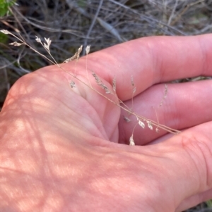 Poa sp. CNM1 (under review, formerly Poa meionectes) at Illilanga & Baroona - suppressed